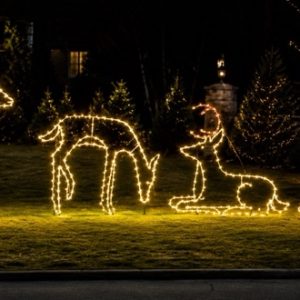 Deer Family