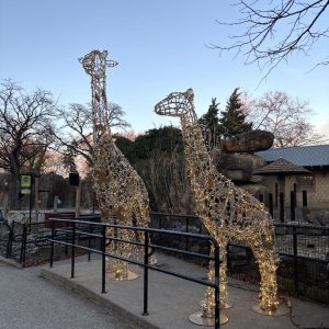 Giraffe