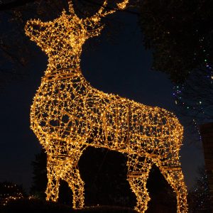 Illuminated Deer